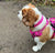 customer dog wearing pink truelove harness with lead attached to top ring