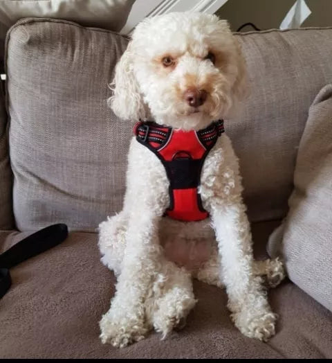 Over the head dog harness outlet
