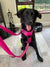 dog with truelove no pull harness in pink with double ended lead attached