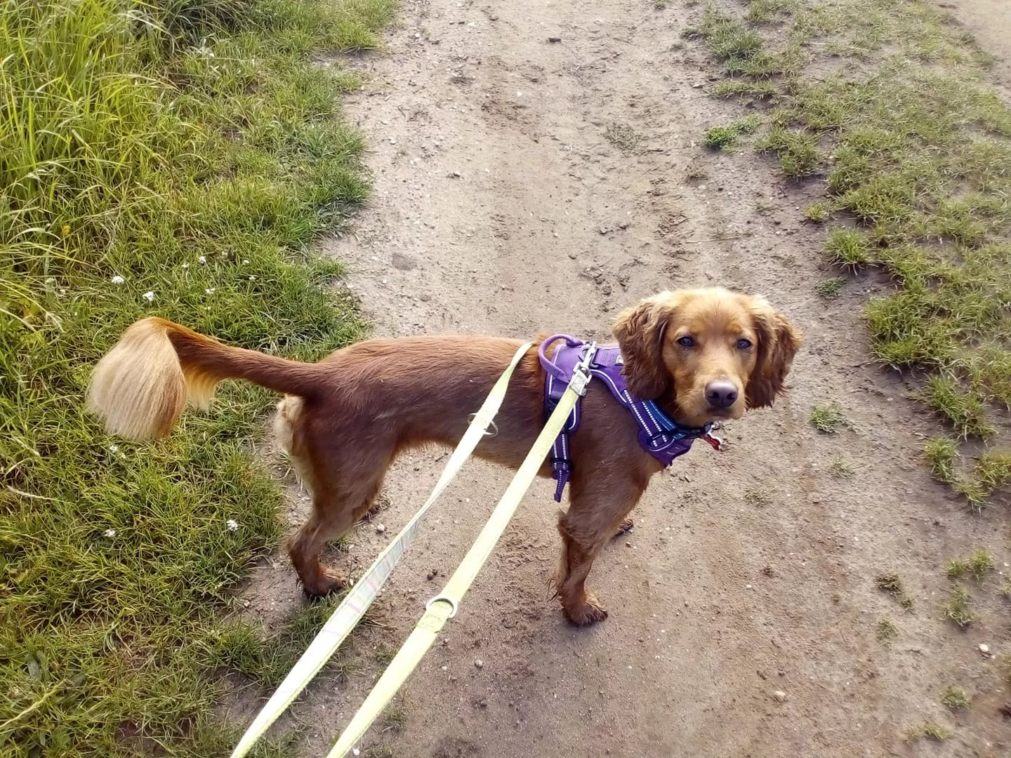 Truelove Dog Harness Front and Top Clip Double Lead UK