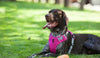 low profile car dog harness pink