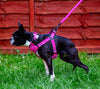 dog wearing truelove harness collar and lead