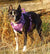 purple truelove reflective dog harness