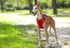 dog harness for use in car red