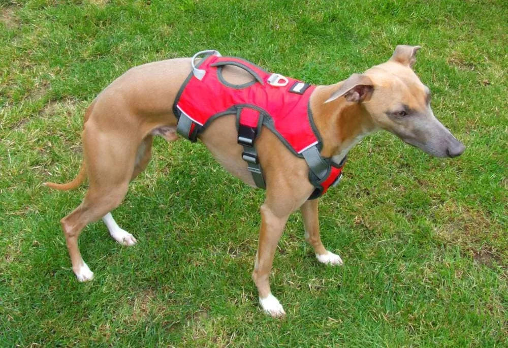 Whippet Harness Lurcher Greyhound No Escape Sighthound