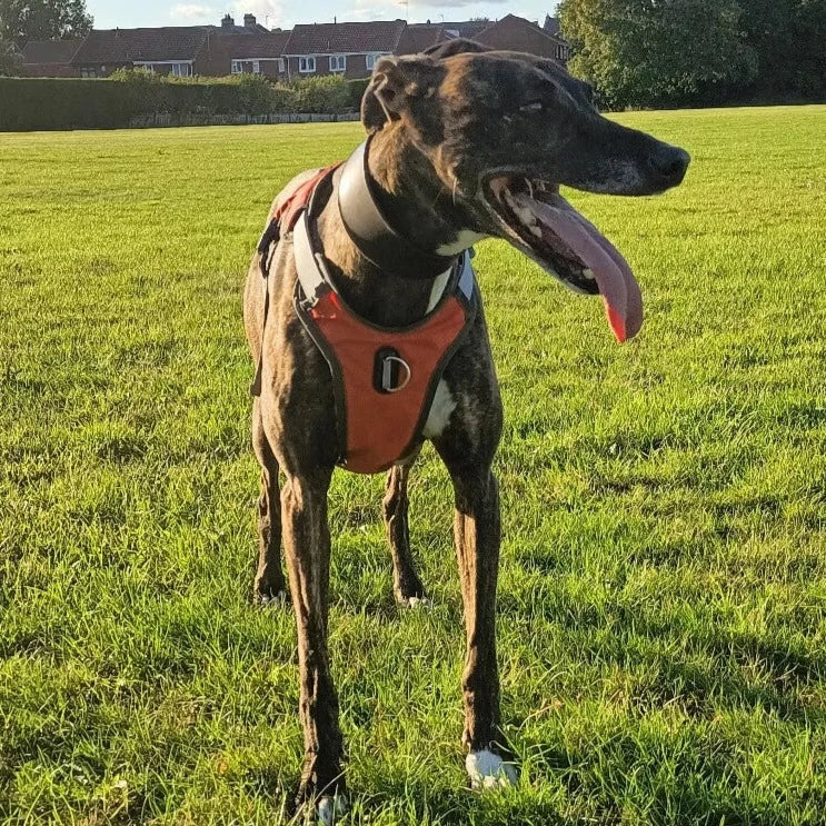 Greyhound harness deals