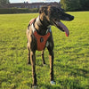 Lurcher in harness orange