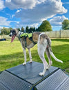 whippet dog harness in green