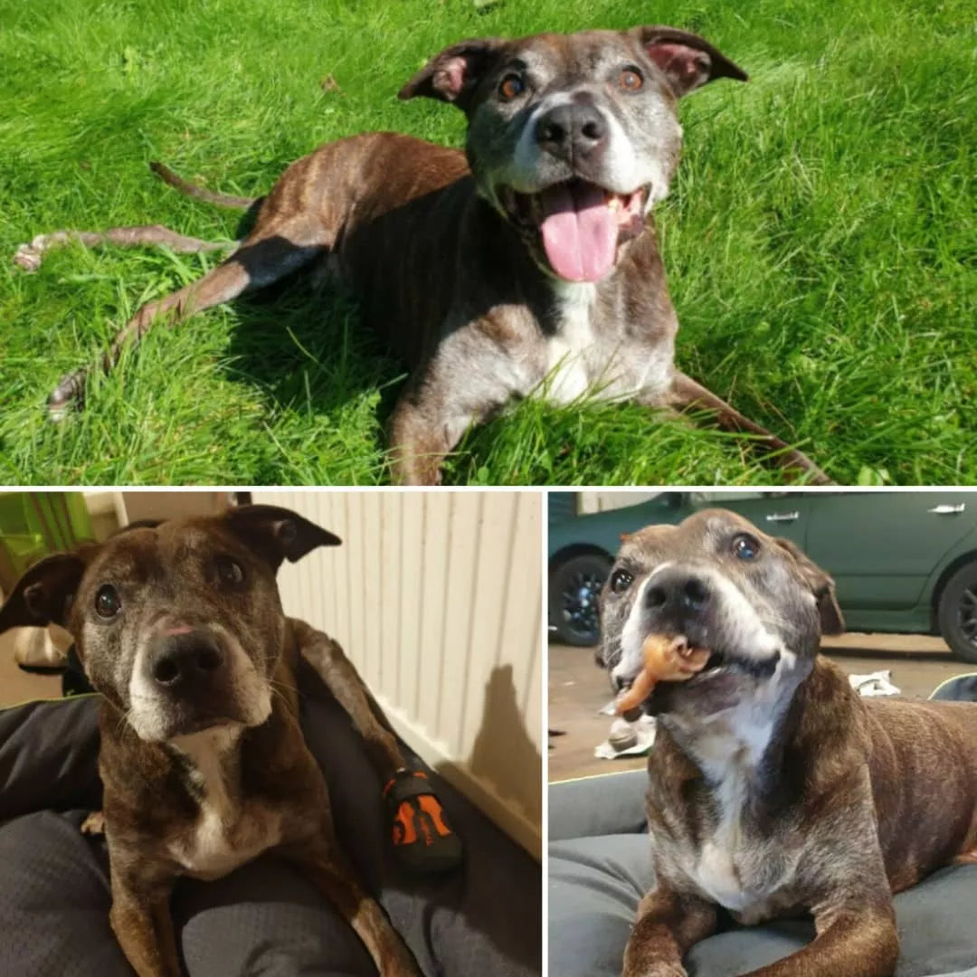 Dog boots 2025 for pitbulls