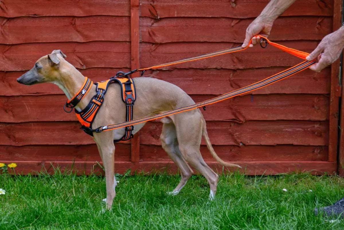 Double Ended Dog Lead Double Clip Training Lead Ships From The UK