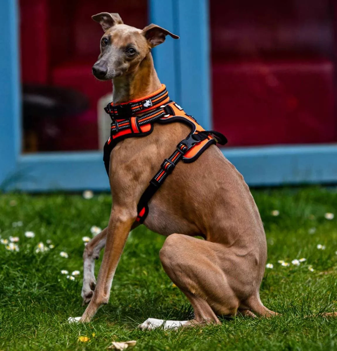 True love dog harnesses best sale