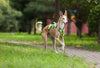 green whippet harness